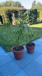 Trachicarpus fortunei (chinese waaierpalm, Volle zon, Vaste plant, Zomer, Ophalen