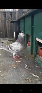 Duif vermist, Mannelijk