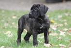 Prachtige Cane corso pups 2 teefjes, Dieren en Toebehoren, CDV (hondenziekte), 8 tot 15 weken, Teef, Bulldog