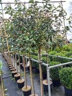 Elaeagnus leiboom 120cm stam €99,95 kant en klaar haag €69,9, Ophalen, Halfschaduw, Overige soorten, 100 tot 250 cm