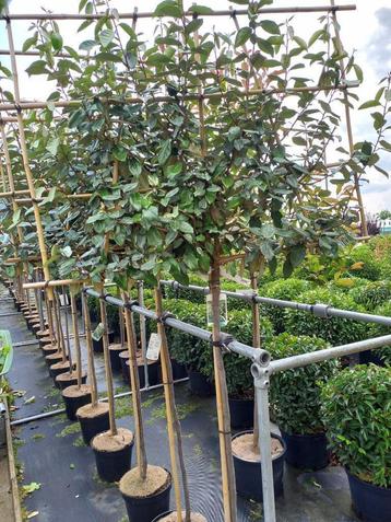 Elaeagnus leiboom 120cm stam €99,95 kant en klaar haag €69,9 beschikbaar voor biedingen