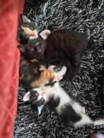 2 kittens te koop, Dieren en Toebehoren, Katten en Kittens | Overige Katten