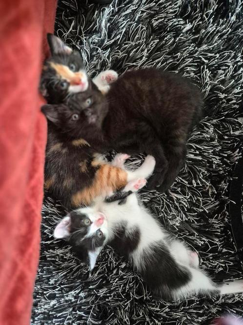 2 kittens te koop, Dieren en Toebehoren, Katten en Kittens | Overige Katten