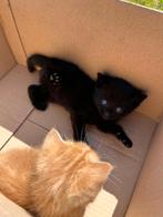 Europese korthaar kittens., Dieren en Toebehoren, Poes, Kortharig, 0 tot 2 jaar