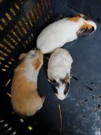 Leuke cavia's tekoop!, Dieren en Toebehoren, Knaagdieren, Cavia, Meerdere dieren, Tam, September