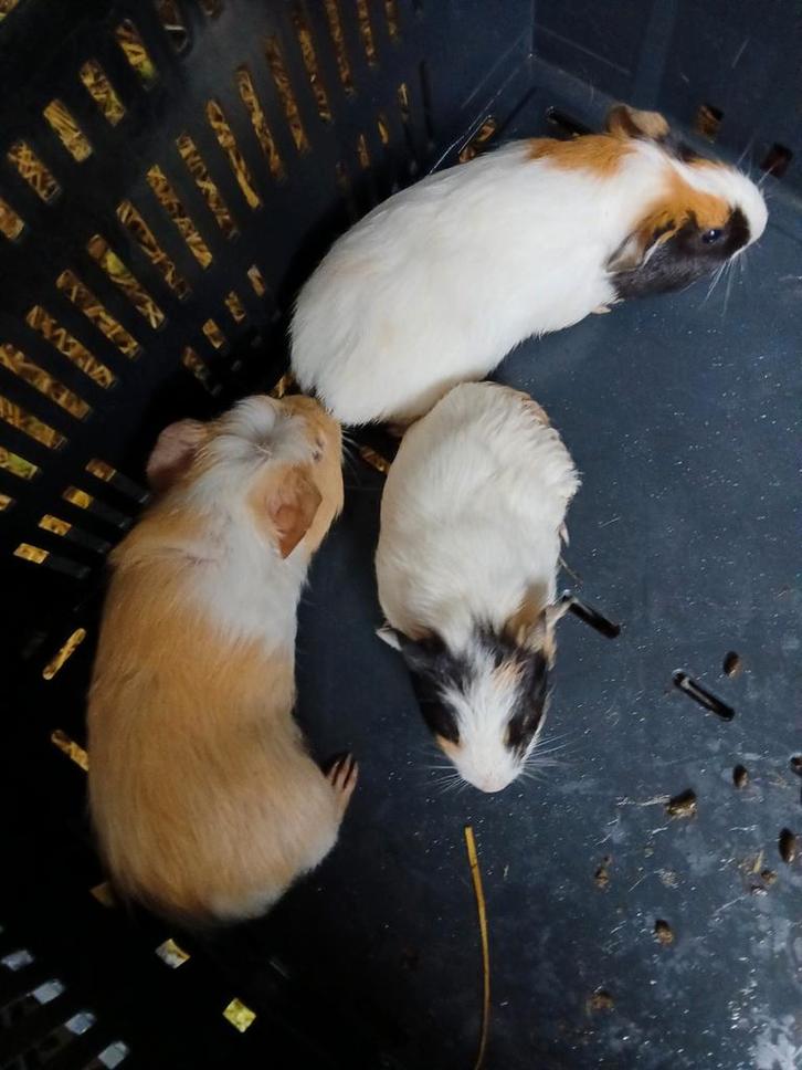 Leuke cavia's tekoop!, Dieren en Toebehoren, Knaagdieren, Meerdere dieren, Cavia, September, Tam