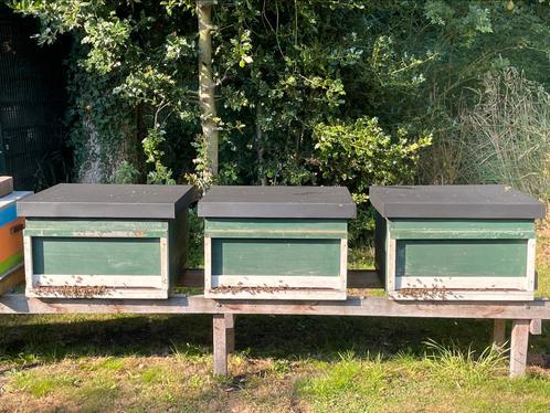 Complete Golzkast Bijenkast, Dieren en Toebehoren, Insecten en Spinnen, Bijen