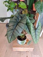 alocasia platinum, Huis en Inrichting, Kamerplanten, Ophalen of Verzenden, Overige soorten, Minder dan 100 cm