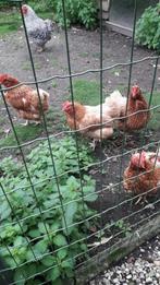 Legkippen met haan., Dieren en Toebehoren, Pluimvee, Meerdere dieren, Kip