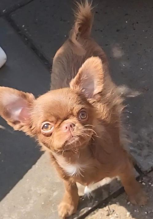 Prachtige chocolade en lilac and tan reutjes, Dieren en Toebehoren, Honden | Chihuahua's en Gezelschapshonden, Reu, Chihuahua