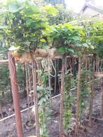 Catalpa bign. Nana  150 cm in pot, Tuin en Terras, Planten | Bomen, Bloeit niet, 100 tot 250 cm, Ophalen, Volle zon