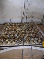 Broedeieren van Japanse kwartel, Ophalen of Verzenden