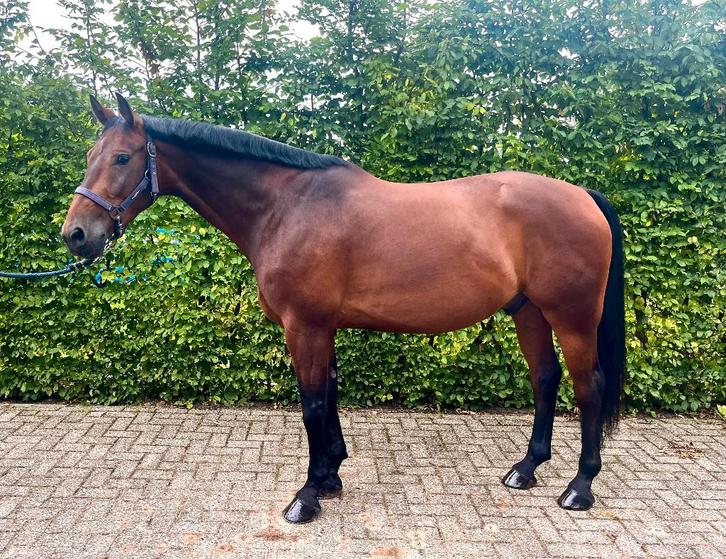 Lieve 8 jarige werkwillige ruin, Dieren en Toebehoren, Paarden, Ruin, L, 165 tot 170 cm, 7 tot 10 jaar, Dressuurpaard, Met stamboom
