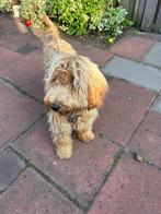 Labradoodle te herplaatsen – lieve Lona, 7 maanden oud, 15 weken tot 1 jaar, Overige rassen, CDV (hondenziekte), Teef