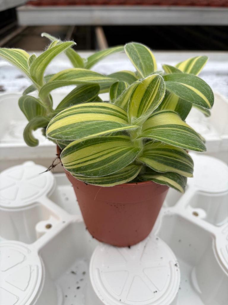 Tradescantia variagata, Huis en Inrichting, Ophalen of Verzenden, Halfschaduw, Minder dan 100 cm