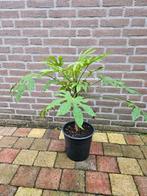 Fatsia polycarpa ‘Green Fingers’  - Vingerplant, Ophalen, Overige soorten, Volle zon