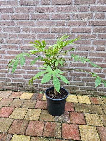 Fatsia polycarpa ‘Green Fingers’  - Vingerplant beschikbaar voor biedingen