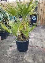 Chamaerops  humilis dwergpalm, Ophalen