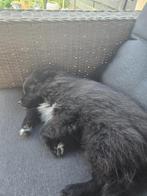 Pomeriaan 5 maanden, Dieren en Toebehoren, Rabiës (hondsdolheid), 15 weken tot 1 jaar, Eén hond, Nederland