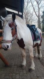 Verzorgpony gezocht, Dieren en Toebehoren, Ophalen of Verzenden