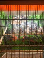 Zebravinken groot klein, Dieren en Toebehoren, Vogels | Overige Vogels