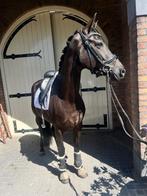 Mooie zwarte Merrie (Le formidable x High sky's Reine B), Merrie, B, Dressuurpaard, 3 tot 6 jaar