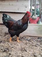 Mooie tamme Barnevelder krielhaan, Dieren en Toebehoren, Mannelijk