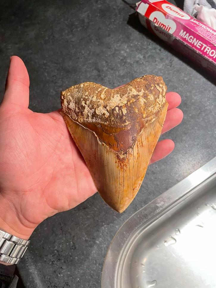 Megalodon Haaientand 13.5CM+ Fully serrated, ongerestaureerd, Verzamelen, Mineralen en Fossielen, Fossiel, Ophalen of Verzenden