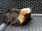 Alpaca en peruvian cavia's, Dieren en Toebehoren, Knaagdieren, Cavia, Juni, Mannelijk, Tam