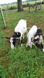 Geiten en schapen, Dieren en Toebehoren, Schapen, Geiten en Varkens, Meerdere dieren, Geit