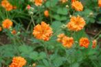 Zaden Geum Prinses Juliana, Verzenden, Voorjaar, Volle zon, Zaad
