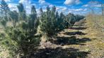 Pinus watereri dennen, Zomer, Ophalen of Verzenden, Overige soorten, Volle zon