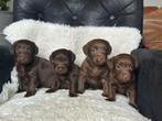 Choco kleurige Jackapoo pups, Particulier, Rabiës (hondsdolheid), 8 tot 15 weken, Meerdere dieren