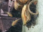 Ancistrus Albino te koop, Dieren en Toebehoren, Vis