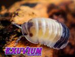Cubaris sp. Tapir isopods / pissebedden, Overige soorten