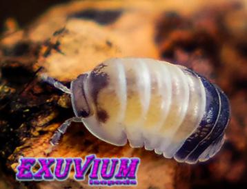 Cubaris sp. Tapir isopods / pissebedden beschikbaar voor biedingen