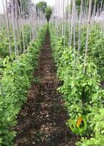 Haagplanten vers uit kwekerij, Tuin en Terras, Planten | Tuinplanten, Ophalen, Bloeit niet, Overige soorten, Volle zon