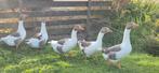 Mooie jonge Twentse landganzen te koop!, Dieren en Toebehoren, Meerdere dieren, Gans of Zwaan