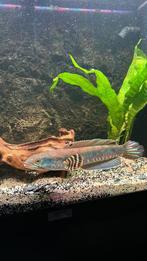 NIEUW : Channa Pulchra, Dieren en Toebehoren, Vis