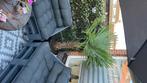 3 palletbanken op wielen sommige uit elkaar, Tuin en Terras, Ophalen, Gebruikt, Hout