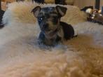 !! Prachtige kleine Jack Russell pups!!, Jack Russell Terriër, 8 tot 15 weken, CDV (hondenziekte), Meerdere