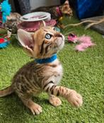 Nog enkele ☆Top ras☆ Bengaalse kittens met stamboom, Meerdere dieren, Met stamboom
