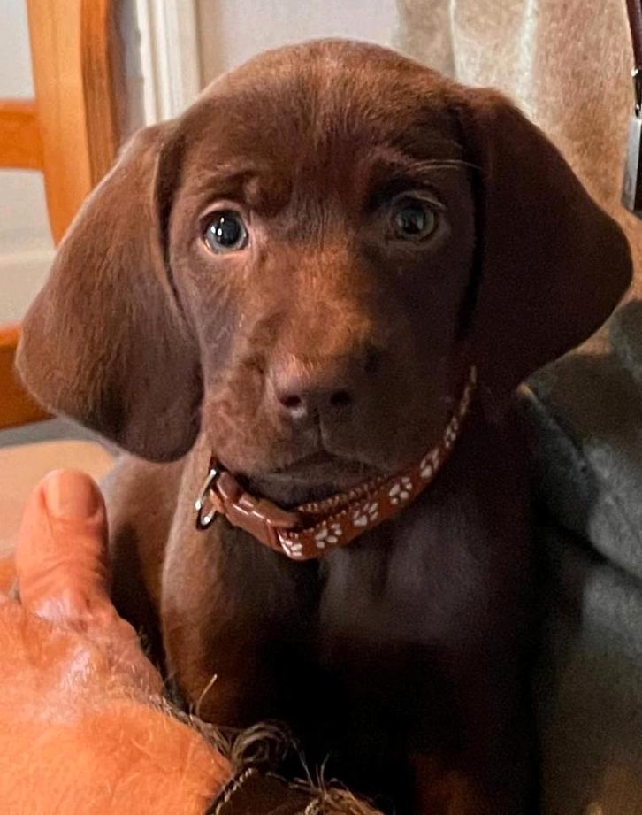 Prachtige kruising labrador/weimaraner pups, Dieren en Toebehoren, Honden | Retrievers, Spaniëls en Waterhonden, Teef, Labrador retriever