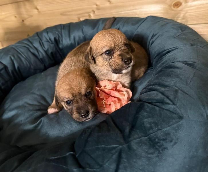 Beagle x Shiba Inu pups, Dieren en Toebehoren, Honden | Teckels en Dashonden, Meerdere dieren, Korthaar, Standaard, Fokker | Hobbymatig