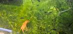 Zuurstofplanten, hoornblad €2,50, Dieren en Toebehoren, Vissen | Aquaria en Toebehoren, Ophalen of Verzenden, Nieuw, Plant(en), Steen of Hout