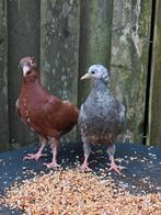 Prachtige jonge sierduif, speciale kruising. (29-08), Dieren en Toebehoren, Meerdere dieren, Overige soorten