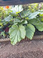 Verschillende planten soorten, Tuin en Terras, Planten | Tuinplanten, Volle zon, Groenteplanten, Eenjarig, Ophalen of Verzenden