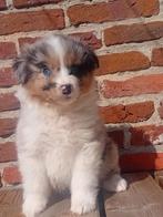 Schitterende Australian Shepherd pups!! ( Aussie), Dieren en Toebehoren, Nederland, 8 tot 15 weken, CDV (hondenziekte), Meerdere