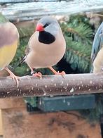 Enkele spitstaartamedines, Dieren en Toebehoren, Vogels | Overige Vogels, Meerdere dieren, Tropenvogel, Geringd