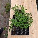 Gratis tomaten stekjes, ophalen zonder bak, Tuin en Terras, Planten | Tuinplanten, Ophalen, Volle zon, Groenteplanten, Eenjarig